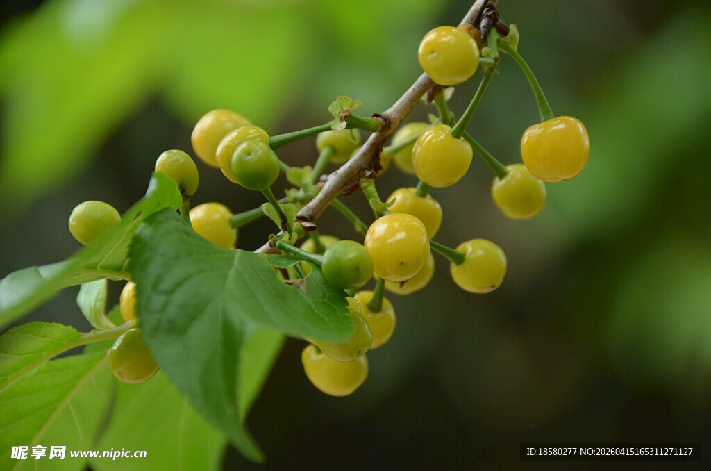 枝头黄樱桃清新自然景