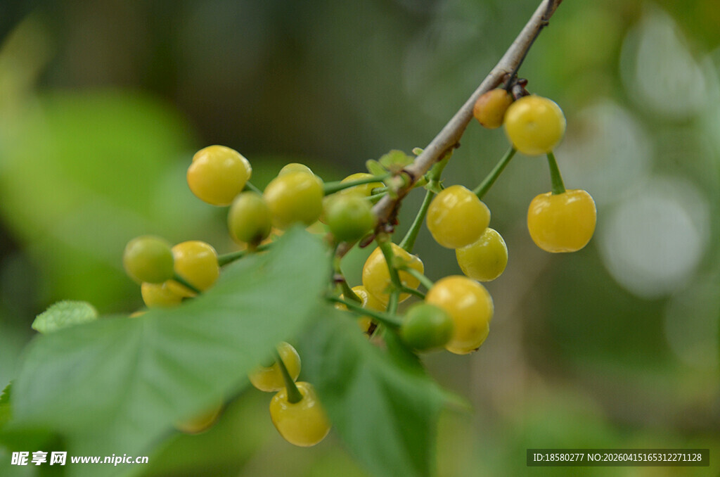 枝头黄果伴绿叶
