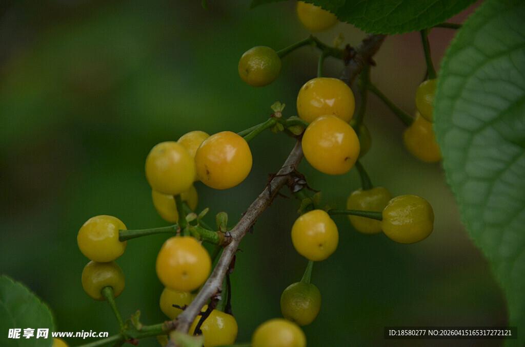 枝头黄果挂清新自然景