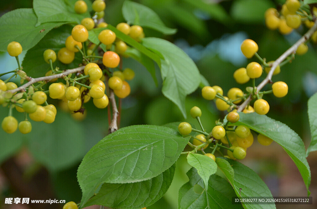 枝头黄果绿叶相伴