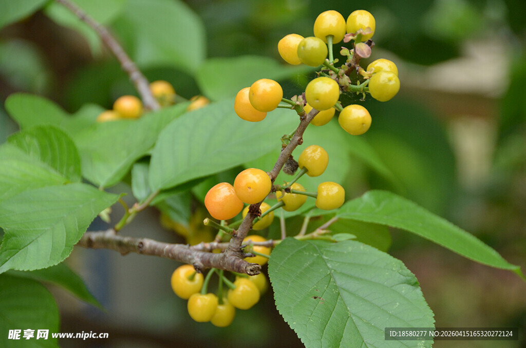枝头黄果绿叶相映成趣