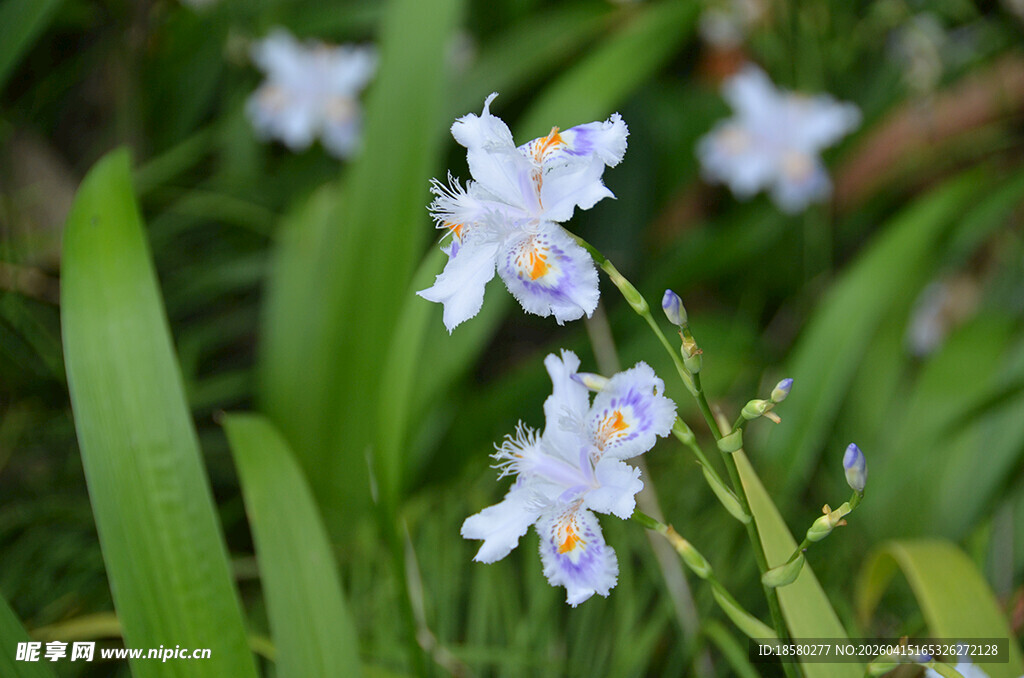清新蓝白小花绽放绿意间