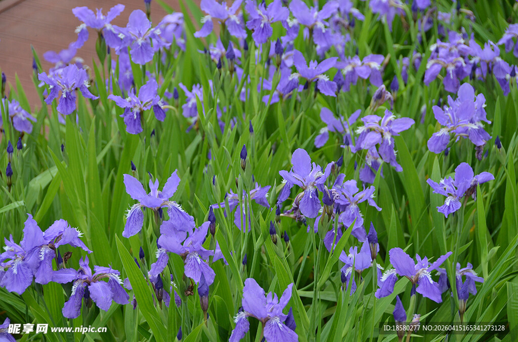 紫色鸢尾花丛绽放
