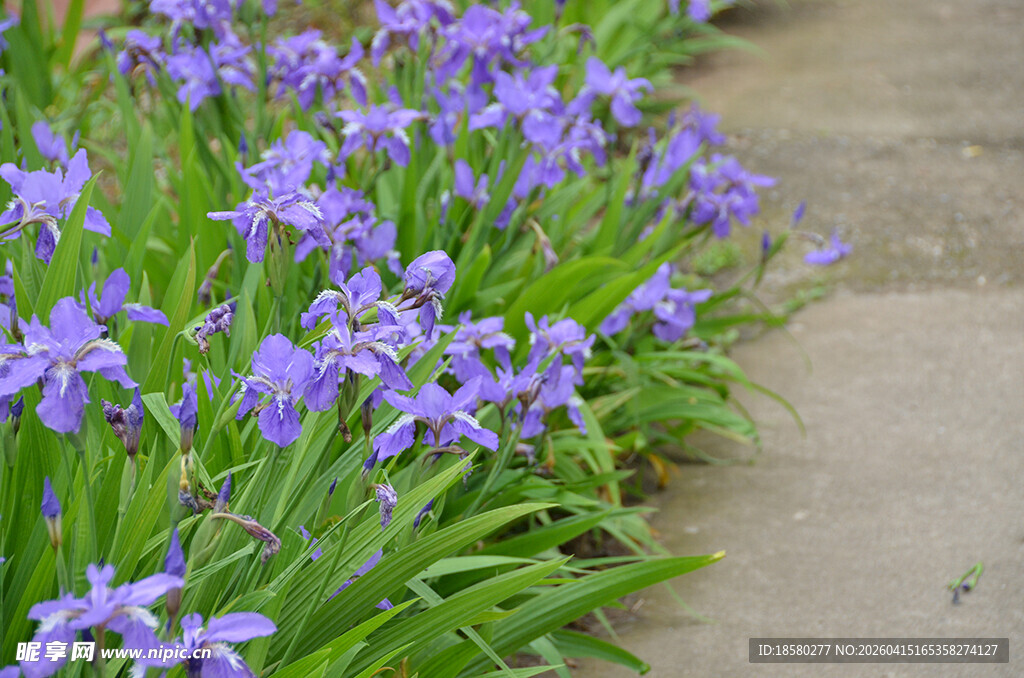路边绽放的紫色美丽小花