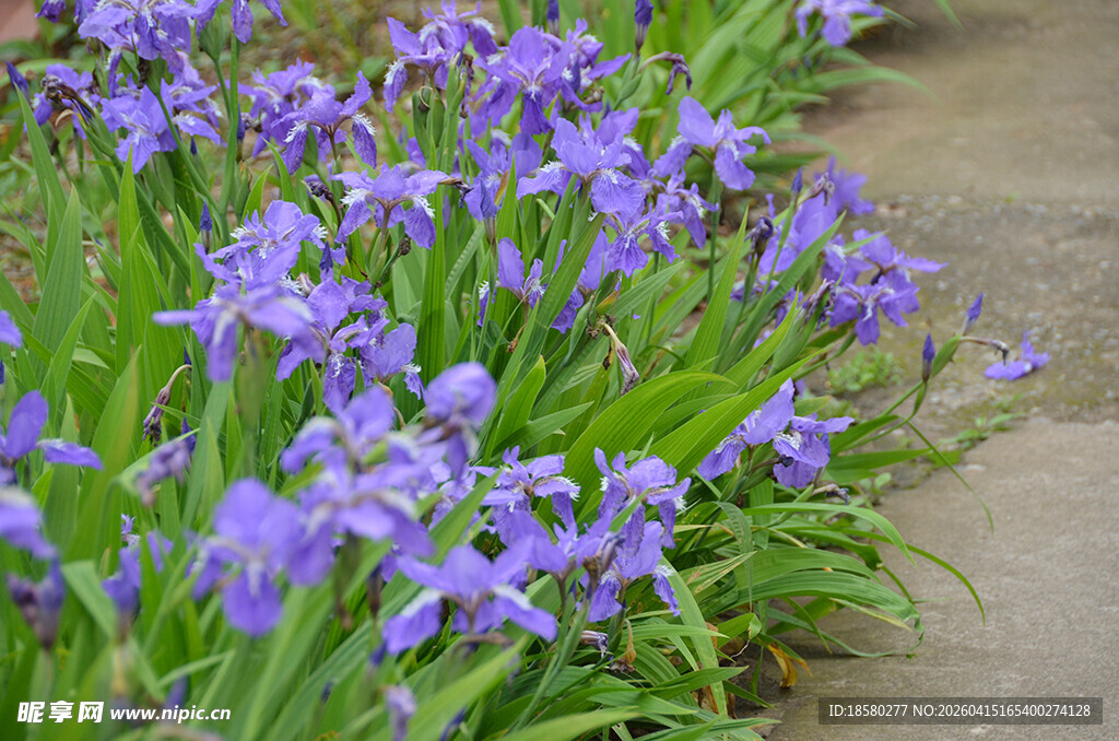 紫色鸢尾花绽放于小径旁