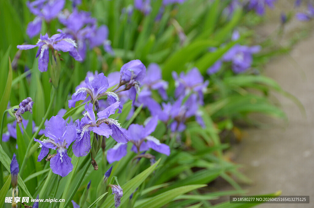 紫色鸢尾花绽放