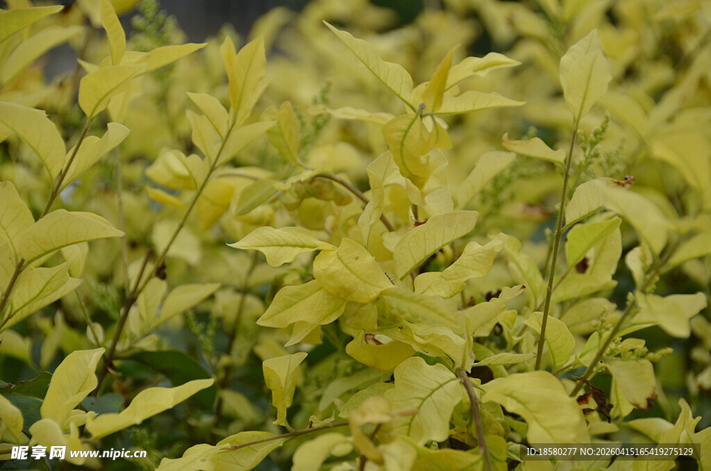 金黄叶片植物特写