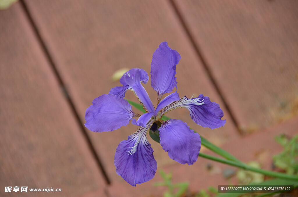紫色鸢尾花特写