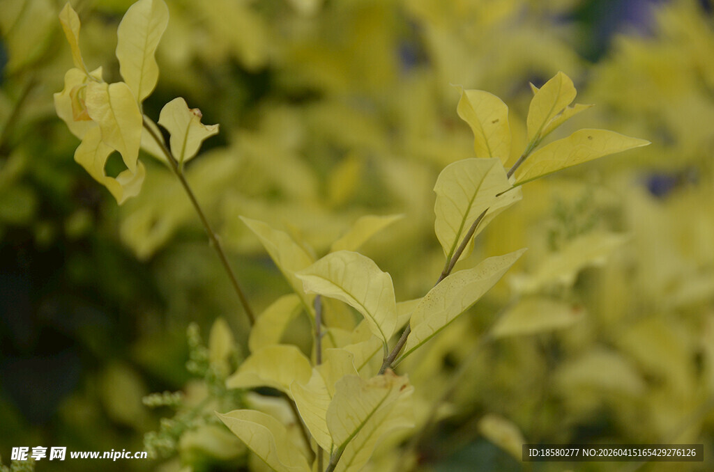 金黄叶片特写