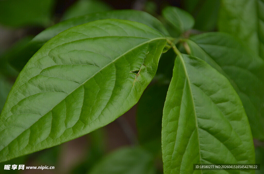 嫩绿叶片特写