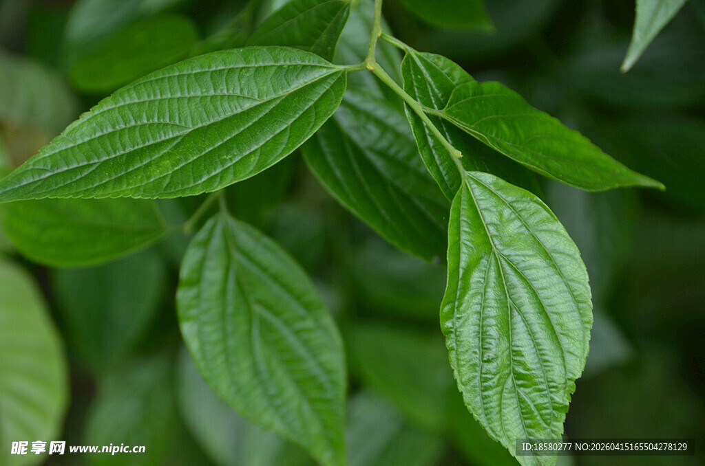 翠绿叶片特写