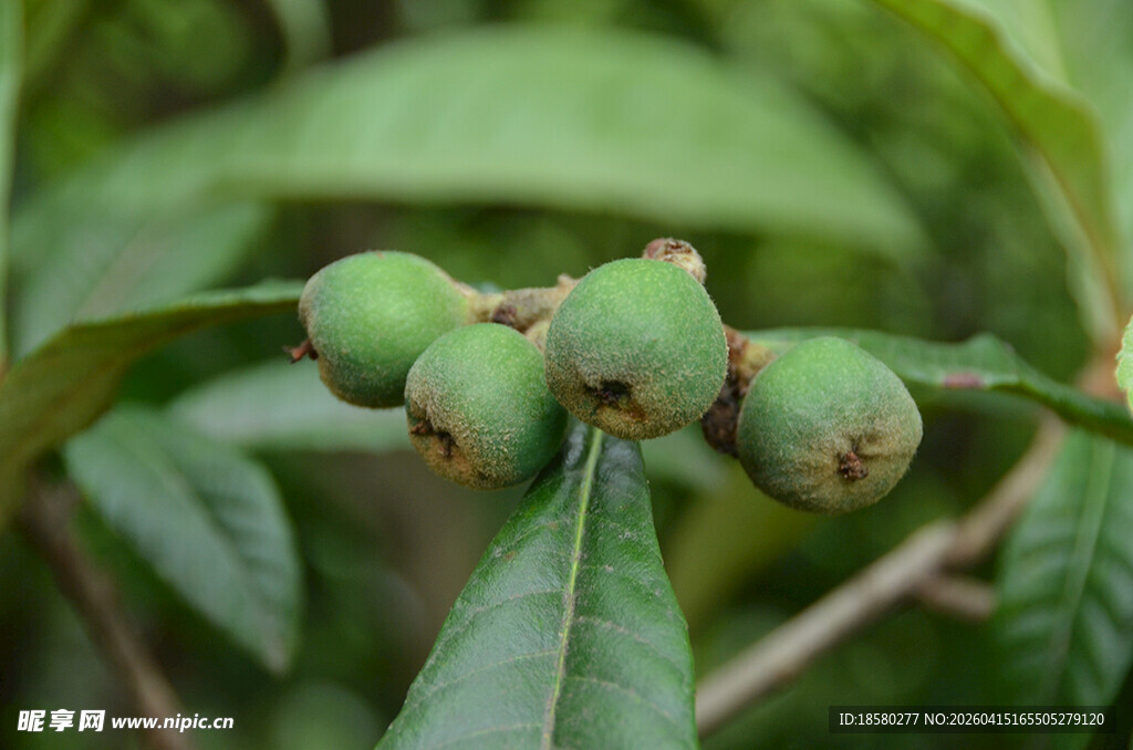 青嫩植物果实特写