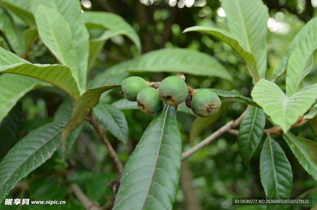 枝头青果 绿叶相伴