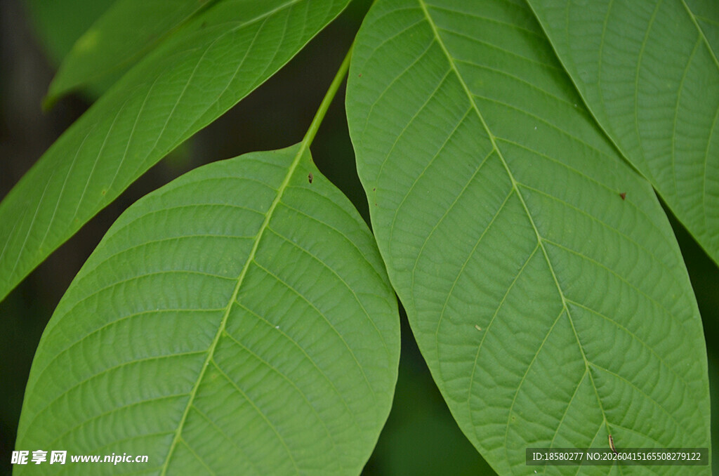 翠绿叶片特写