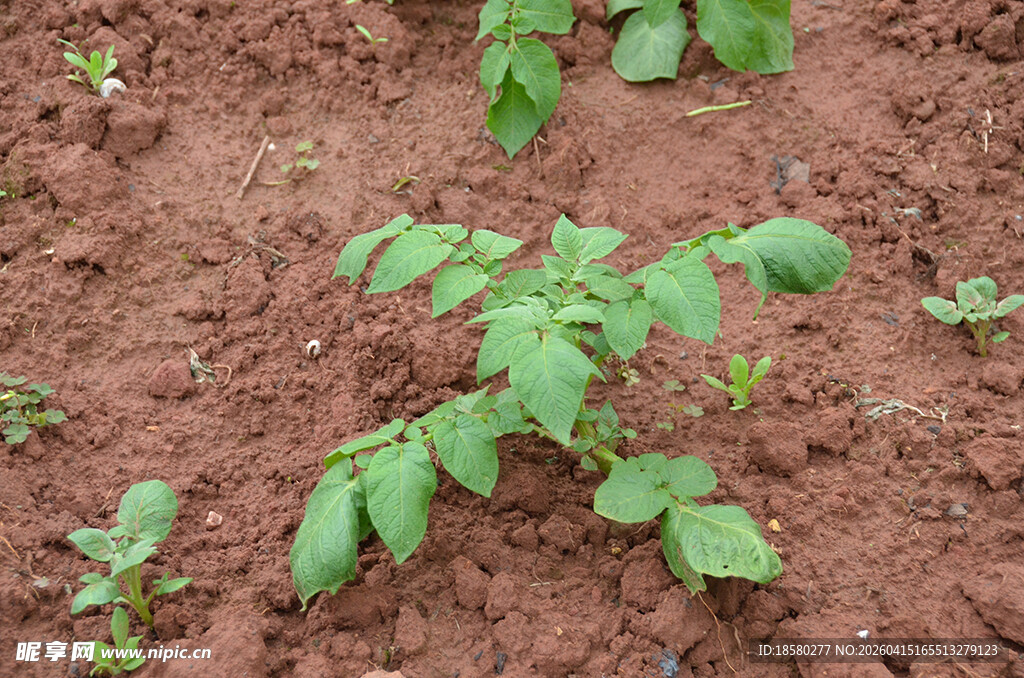 泥土中生长的嫩绿幼苗