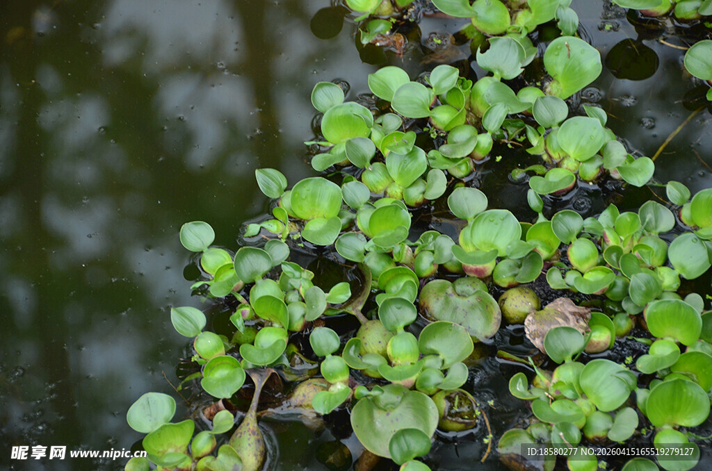 水生绿植特写