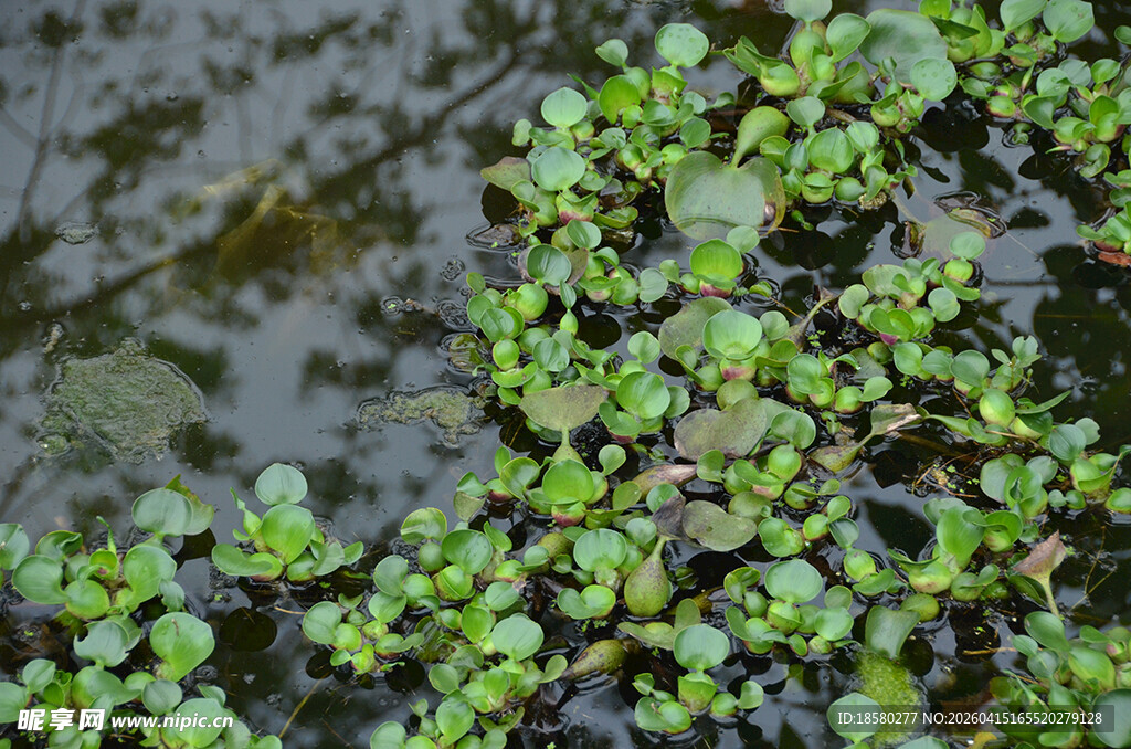 水中浮萍绿意盎然