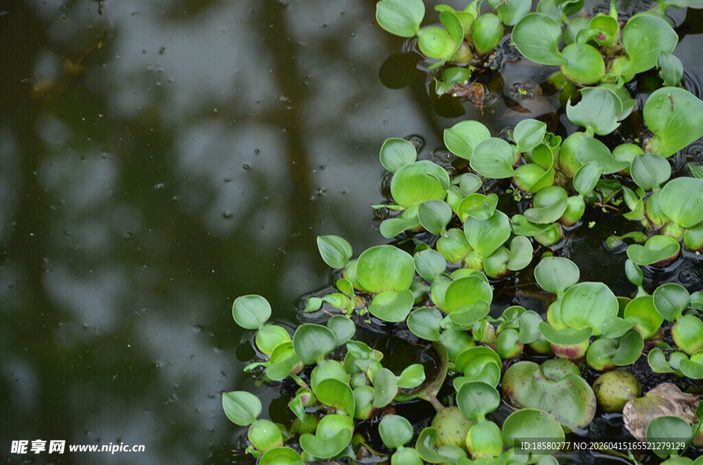 水边嫩绿植物特写