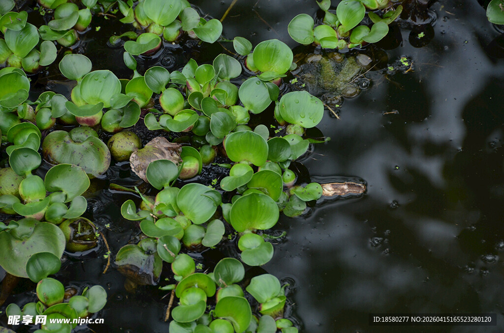 水面漂浮的绿色浮萍