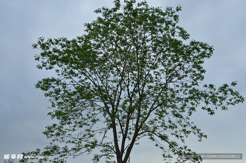 单棵绿树映于灰蓝天际