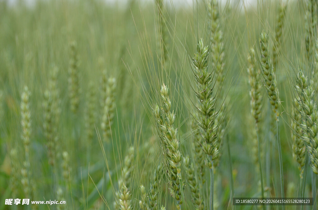 绿色麦田生机盎然
