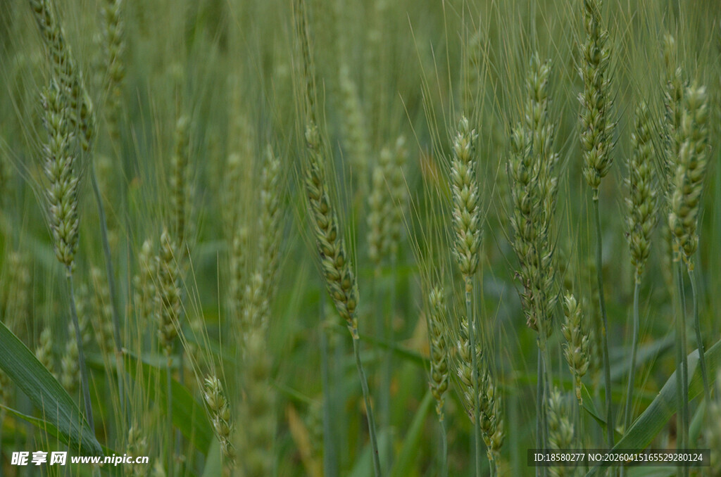 绿色麦田 生机盎然