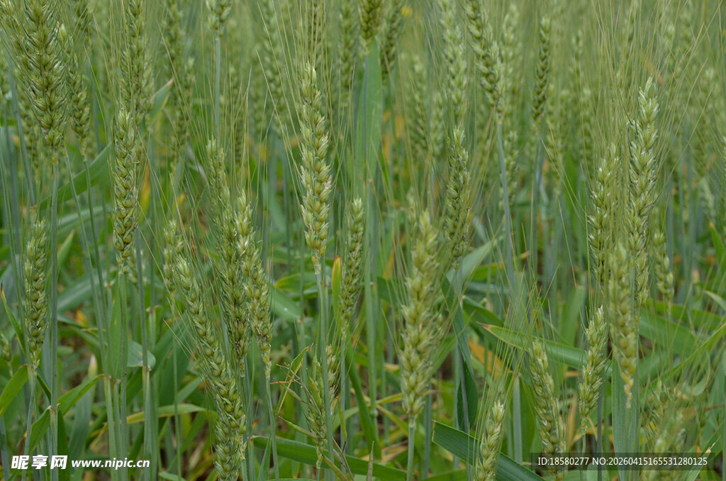 绿色麦田 生机盎然