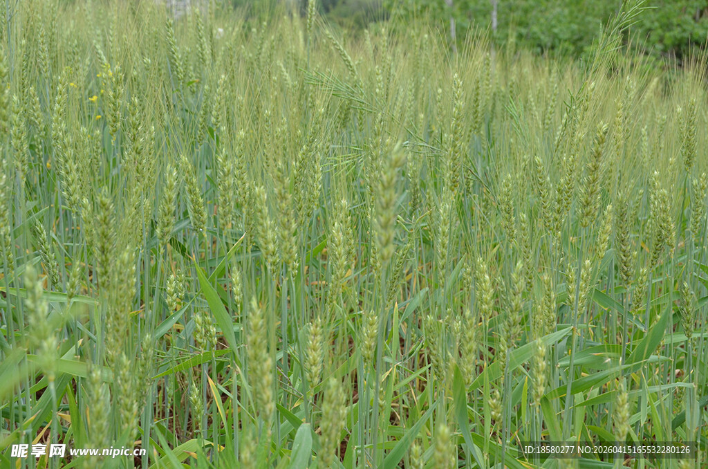绿色繁茂的田野庄稼