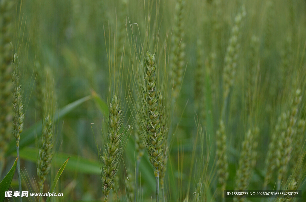 绿色麦田中的麦穗特写