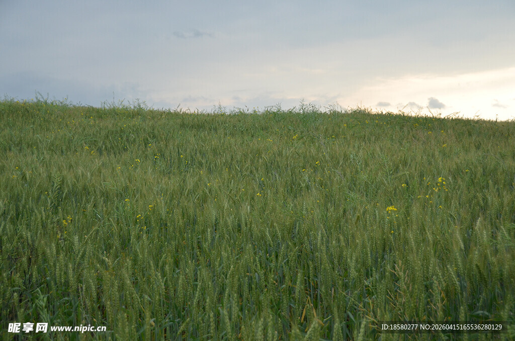 广袤绿麦田