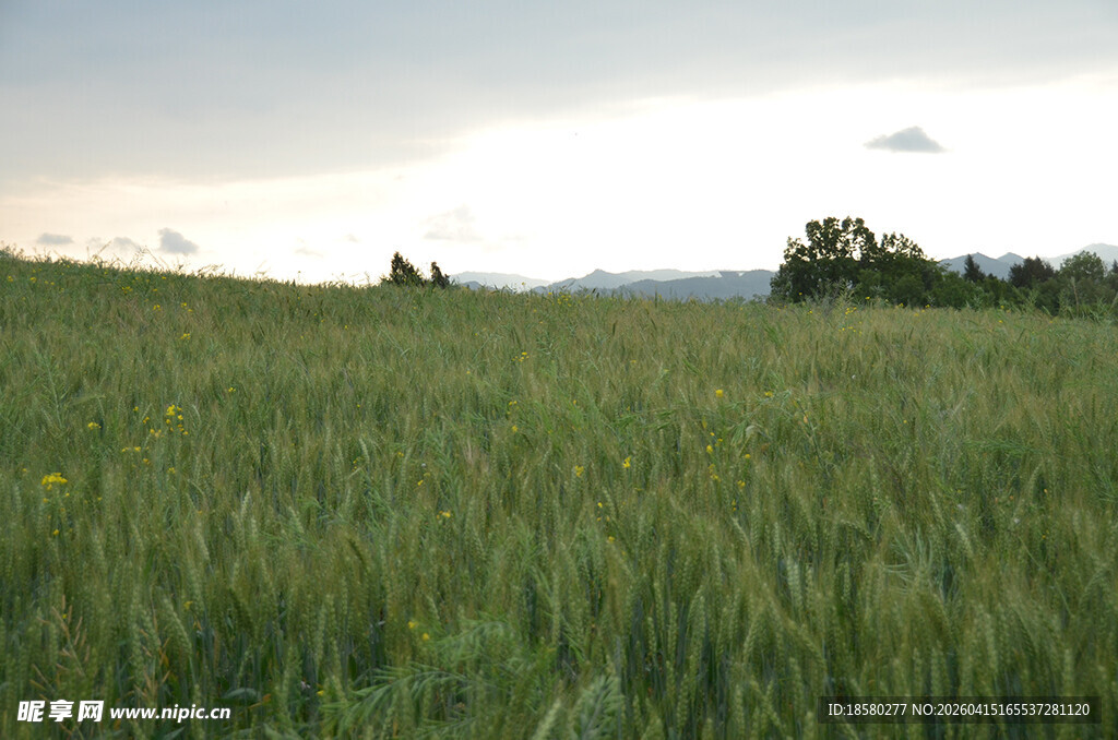 广袤麦田 绿意盎然