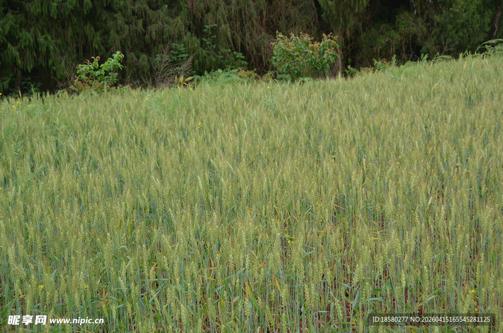 金黄麦田 自然田园风光