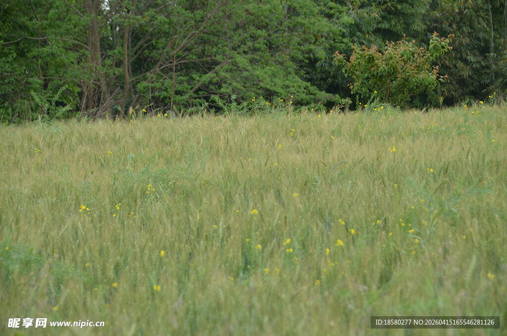 广袤麦田与远方林木