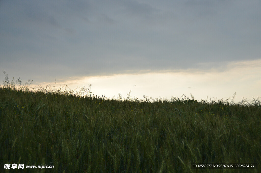 麦田暮色风光