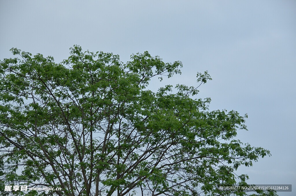 枝头新绿 展现盎然生机