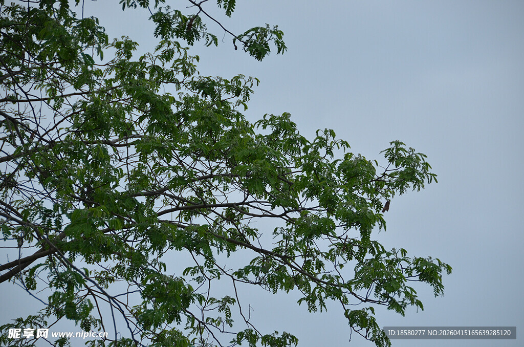 枝头绿叶映蓝天