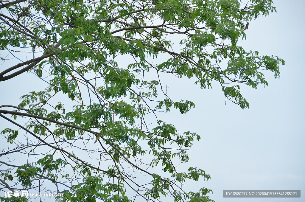 仰视嫩绿枝叶与蓝天