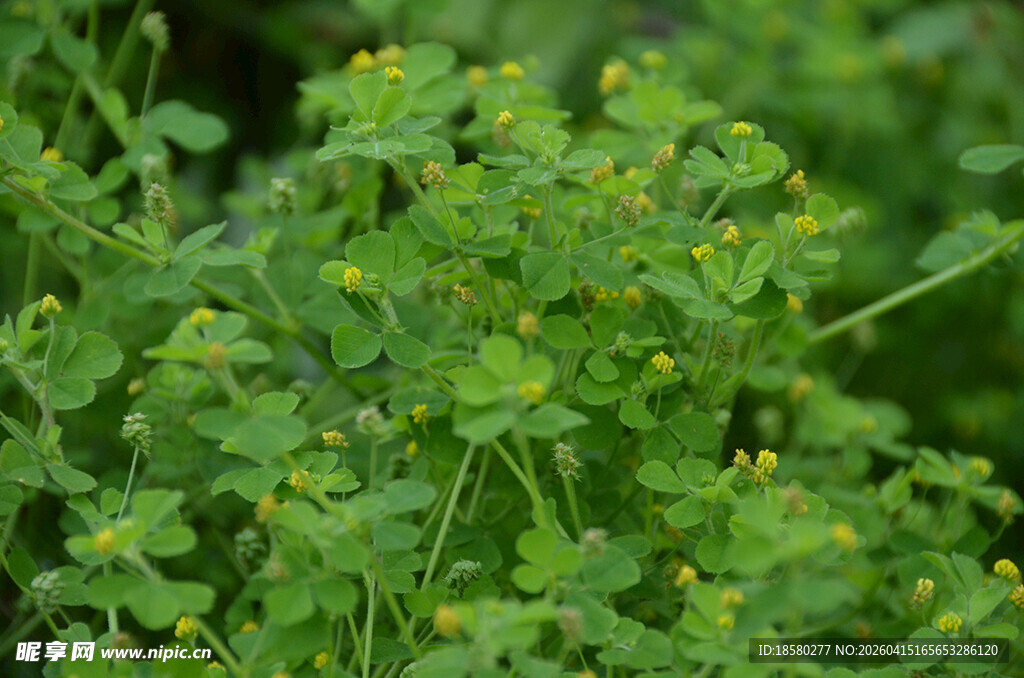 绿色繁密的小黄花植物