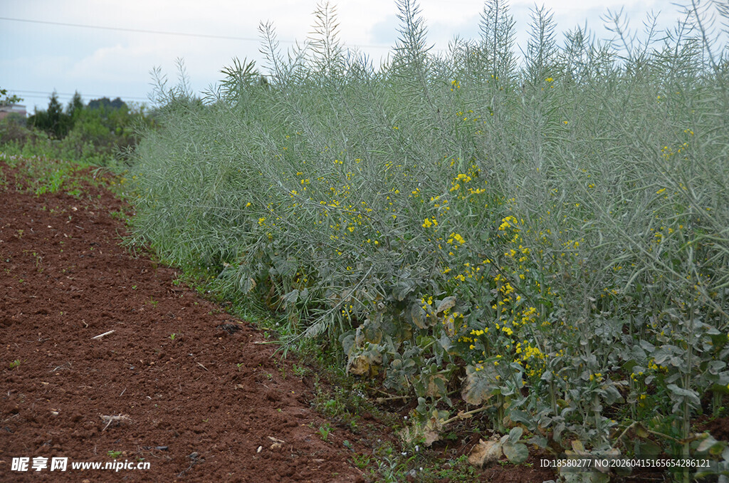 农田中生长的绿色植物