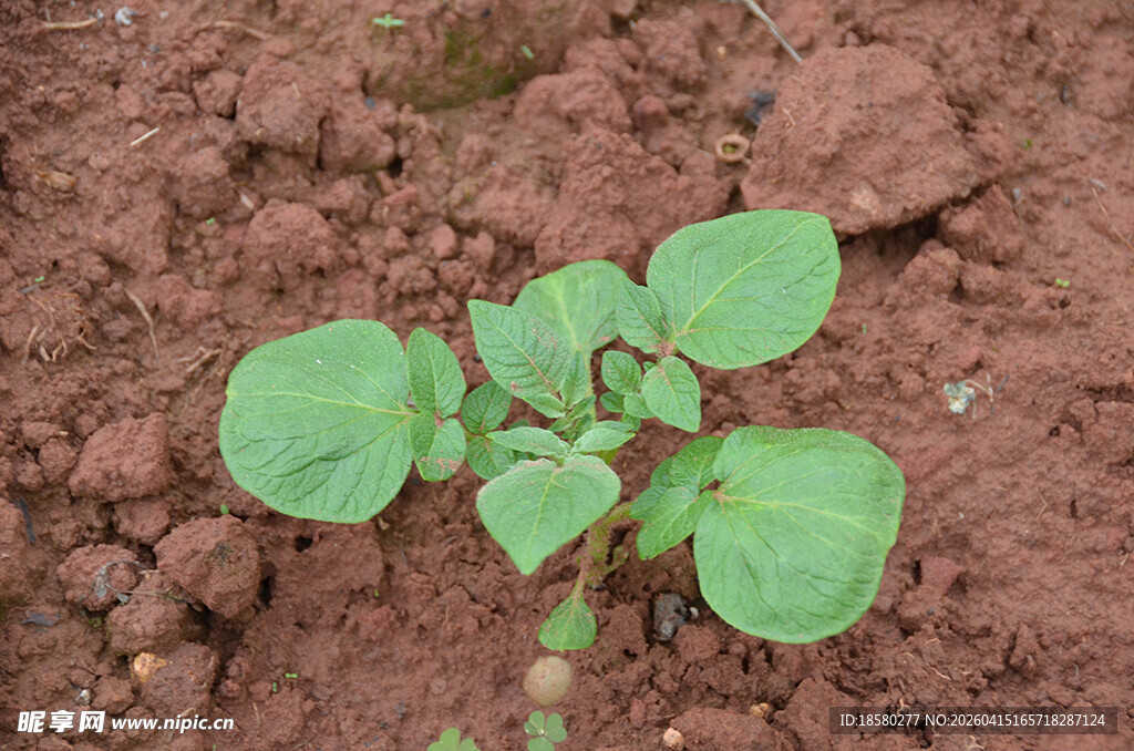 破土而出的嫩绿幼苗