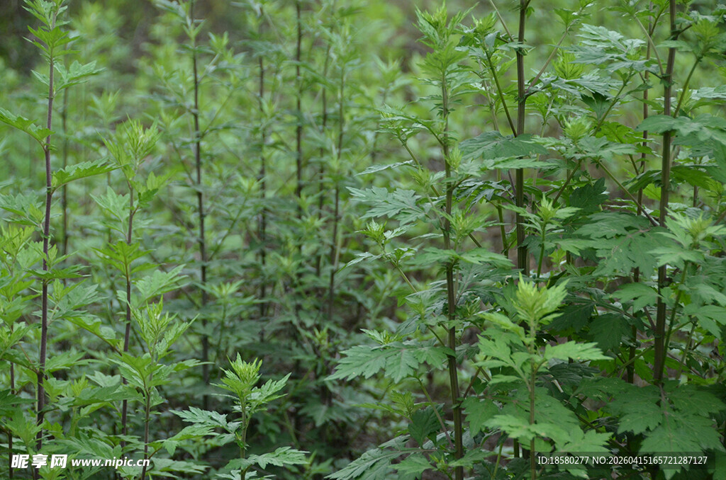 茂密的绿色植物景观