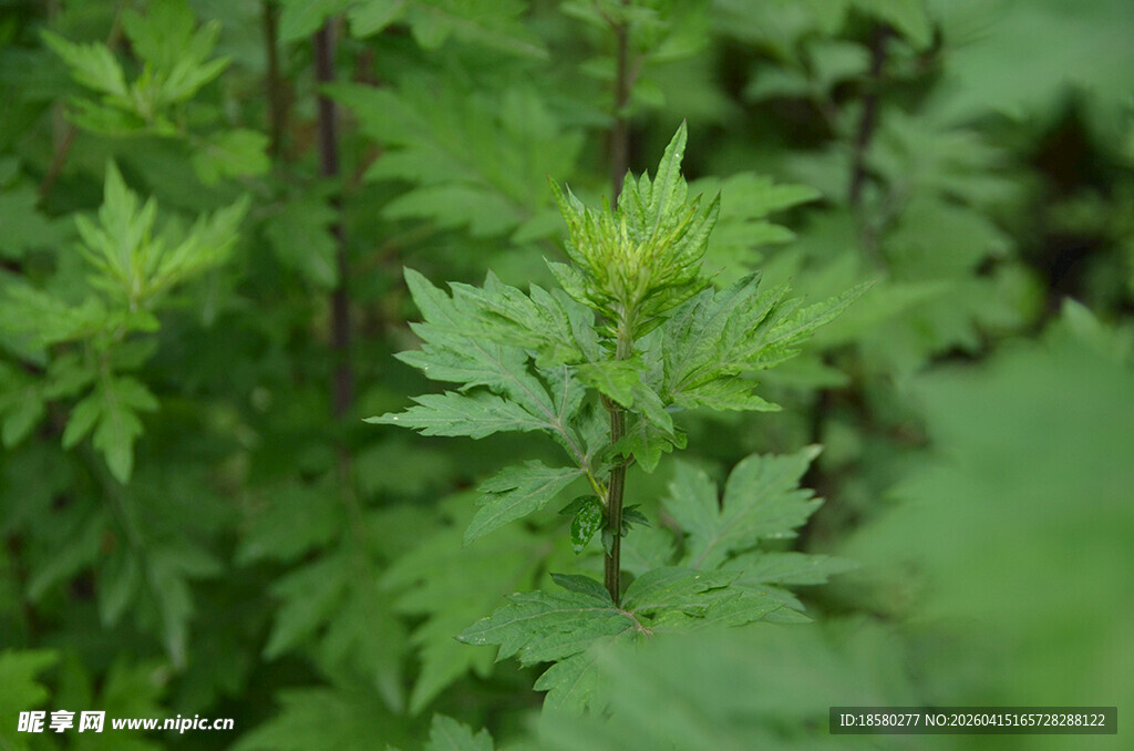 翠绿繁茂的荨麻植物