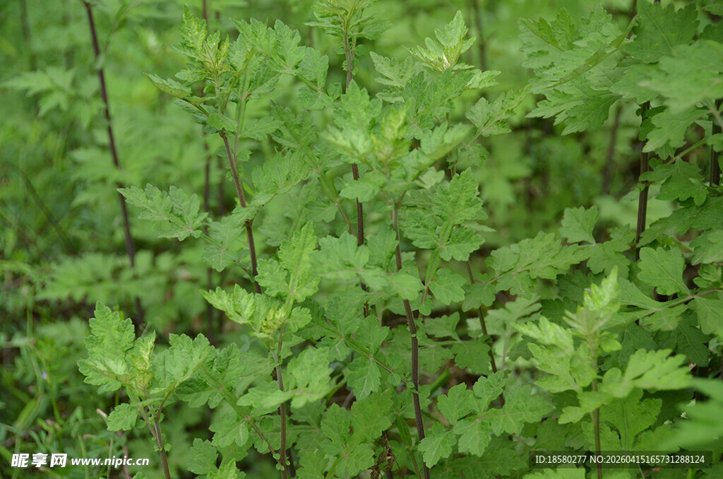 野生蒿草翠绿繁茂的植物叶片