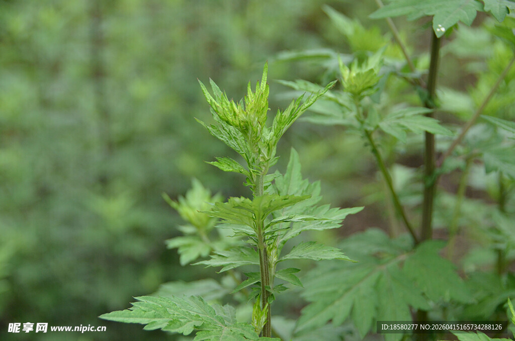 嫩绿荨麻植株特写