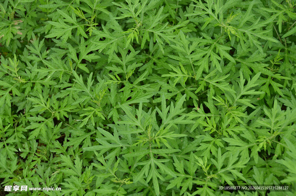 翠绿繁茂的鲜嫩植物