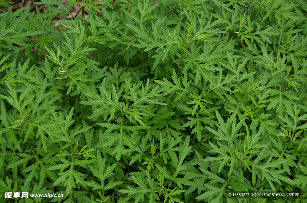 嫩绿繁茂的植物叶片