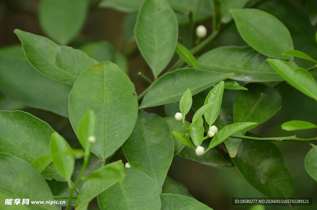 嫩绿枝叶间的白色小花