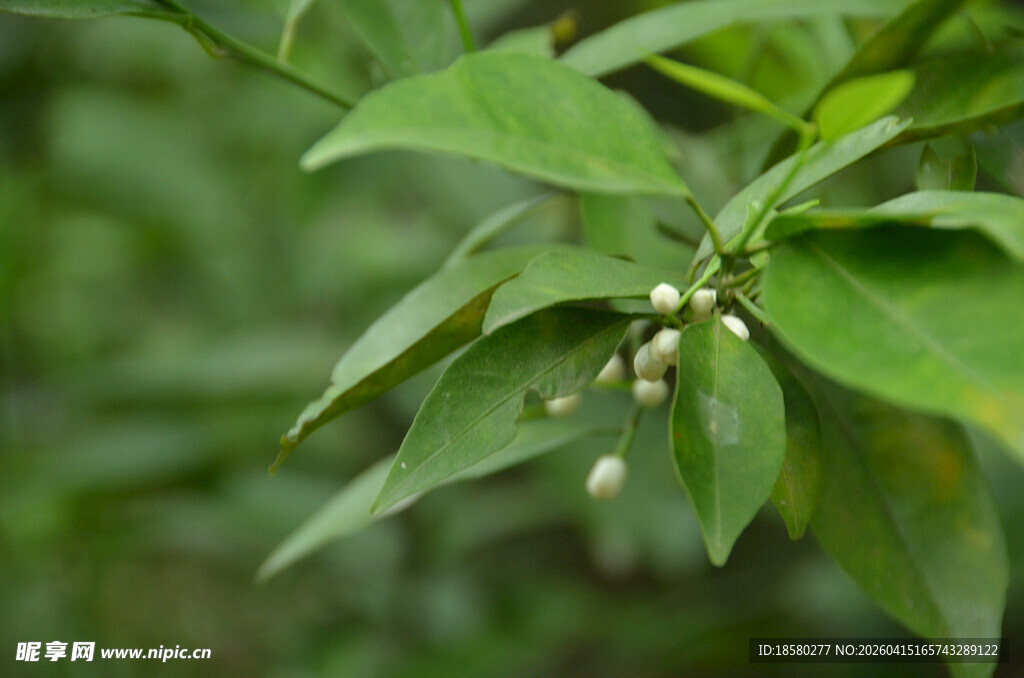 绿叶间的白色小花植物