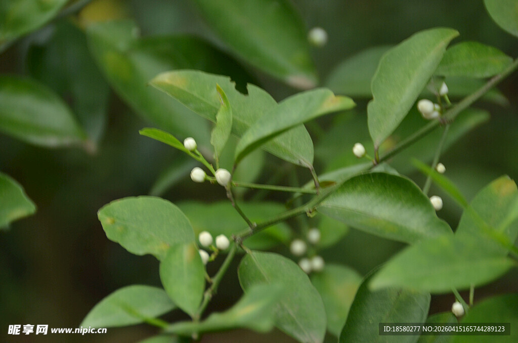 绿叶间的白色小花