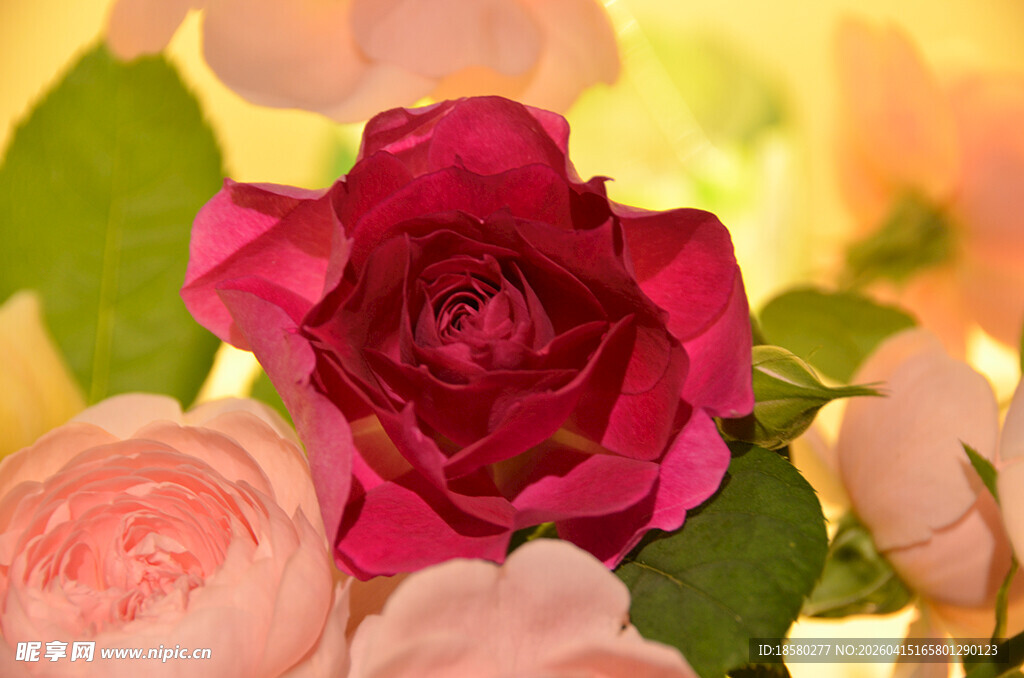 娇艳玫瑰与柔美花卉组合